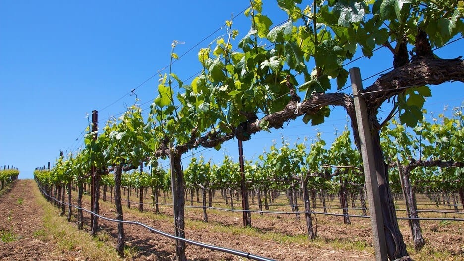Wine Tour Packages on Long Island