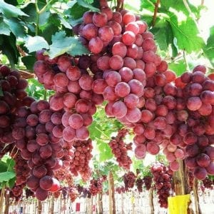 Long Island Grapes - LI Vineyard Tours