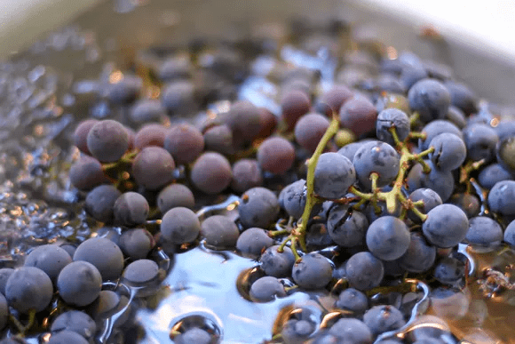 How to Make Your Own Grape Juice into Wine - LI Vineyard Tours®
