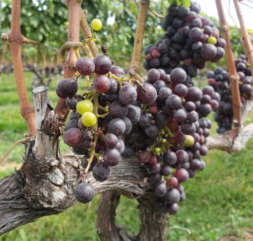 Long Island Grown Grapes - Long Island Vineyard Tours