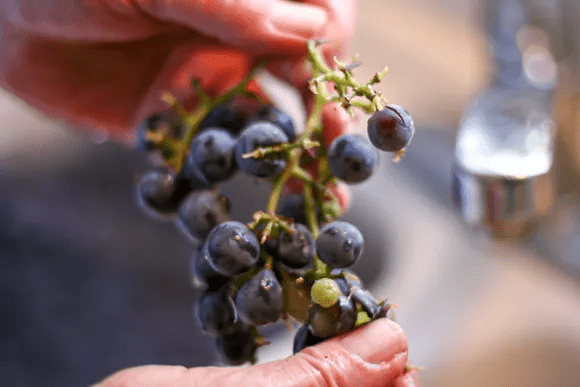 Pick Your Grapes – LI Vineyard Tours®
