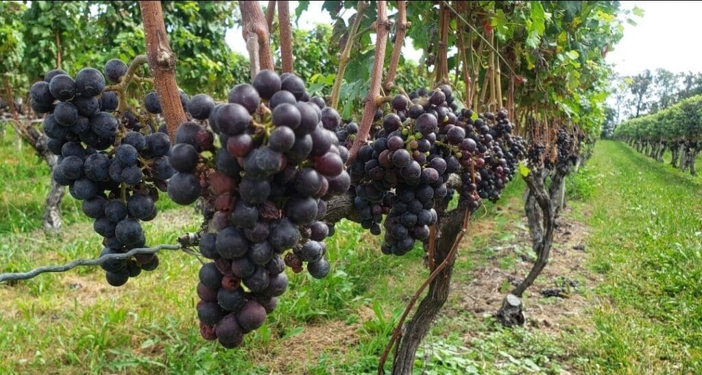 Pruning Grapes in Long Island New York